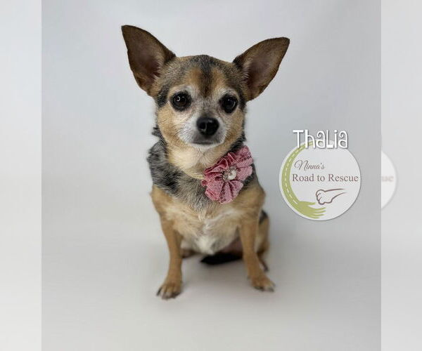 Medium Photo #2 Chihuahua Puppy For Sale in Benton, LA, USA