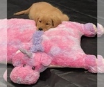 Small Photo #9 Golden Retriever Puppy For Sale in IRWIN, PA, USA