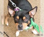Small #3 Miniature Pinscher Mix