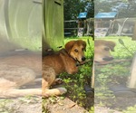 Small #1 Mutt
