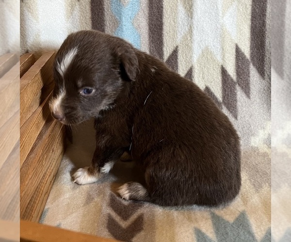 Medium Photo #7 Miniature Australian Shepherd Puppy For Sale in FORT MORGAN, CO, USA