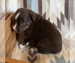 Small #6 Miniature Australian Shepherd