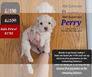 Poodle (Toy)-Zuchon Mix Puppy for sale in TUCSON, AZ, USA