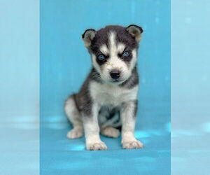 Siberian Husky Dogs for adoption in PIPE CREEK, TX, USA
