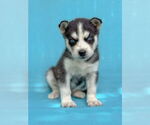 Small Siberian Husky