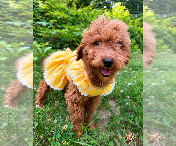 Medium Photo #10 Goldendoodle mix (+ Poodle Miniature) Puppy For Sale in DURHAM, CT, USA