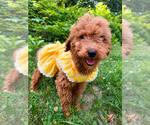 Small #9 Goldendoodle mix (+ Poodle Miniature)