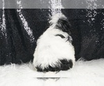 Small #4 Morkie