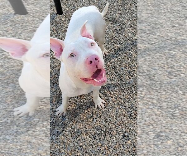 Medium Photo #1 Mutt Puppy For Sale in Hilton Head, SC, USA