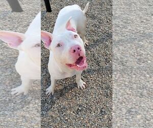 Mutt Dogs for adoption in Hilton Head, SC, USA