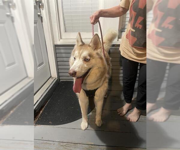 Medium Photo #1 Siberian Husky-Unknown Mix Puppy For Sale in San Antonio, TX, USA