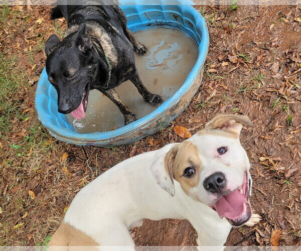 Medium Photo #6 American Staffordshire Terrier-Unknown Mix Puppy For Sale in Arlington, VA, USA