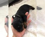 Small Photo #12 Rottweiler Puppy For Sale in RACINE, WI, USA