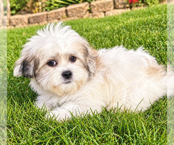 Medium Photo #4 Zuchon Puppy For Sale in FAIR HAVEN, MI, USA