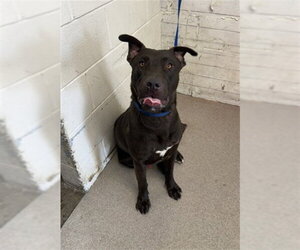 Labrador Retriever-Unknown Mix Dogs for adoption in San Bernardino, CA, USA