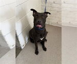 GREG - Male Labrador Retriever-Unknown Mix Dog for Adoption - Small photo
