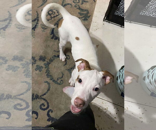 Medium Photo #3 Mutt Puppy For Sale in Sheboygan, WI, USA