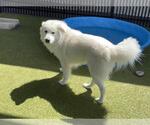 Small Kuvasz