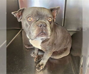 French Bulldog Dogs for adoption in Riverside, CA, USA