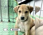 Small #3 Catahoula Leopard Dog