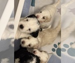 Small Photo #5 Bernedoodle (Miniature) (+ Poodle Miniature) Puppy For Sale in BREA, CA, USA