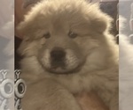 Puppy Fluffy Chow Chow