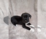 Puppy Puppy 6 Cane Corso