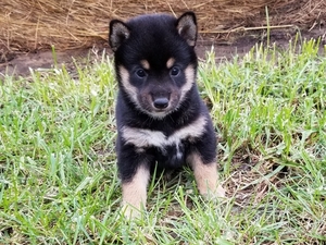 Shiba Inu Puppy for sale in CLARK, MO, USA