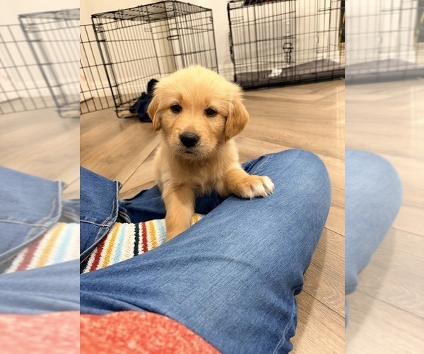 Medium Photo #35 Golden Retriever Puppy For Sale in PHOENIX, AZ, USA