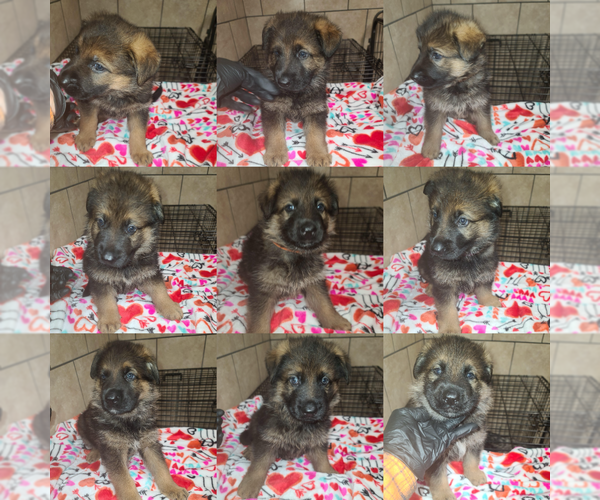 Medium Photo #1 German Shepherd Dog Puppy For Sale in CULPEPER, VA, USA