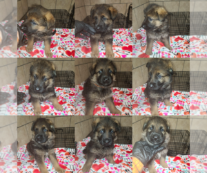 German Shepherd Dog Puppy for sale in CULPEPER, VA, USA