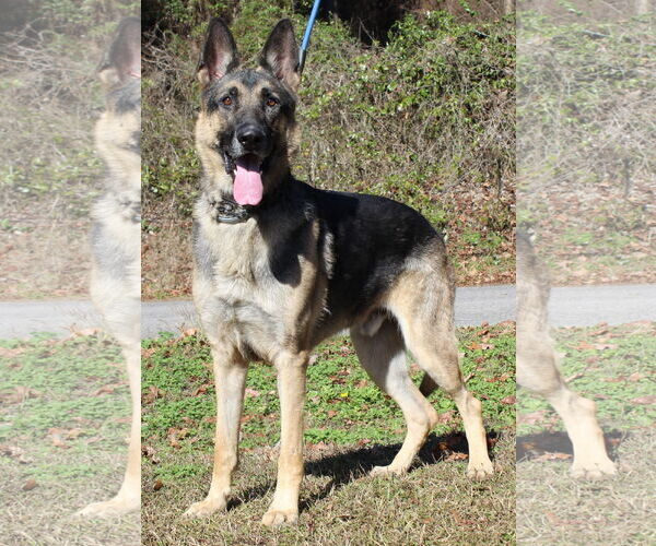 Medium Photo #2 German Shepherd Dog Puppy For Sale in Prattville, AL, USA