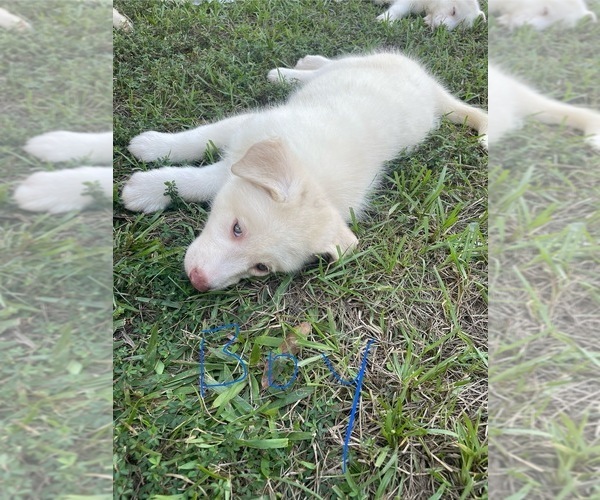 Medium Photo #7 Siberian Husky Puppy For Sale in HILLISTER, TX, USA