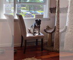 Small #2 Frenchie Pug
