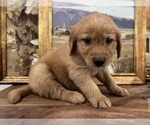 Image preview for Ad Listing. Nickname: Buddy green