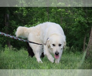 Mother of the English Cream Golden Retriever puppies born on 07/02/2025