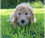 Small Photo #1 Goldendoodle Puppy For Sale in BRANDON, FL, USA