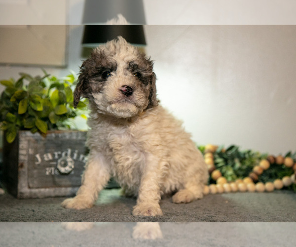 Medium Photo #12 Cavapoo (Miniature) Puppy For Sale in CAMDEN, MI, USA