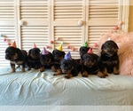 Small Photo #20 Rottweiler Puppy For Sale in NAPA, CA, USA