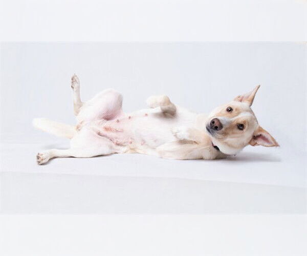 Medium Photo #2 German Shepherd Dog-Unknown Mix Puppy For Sale in Forestville, MD, USA