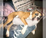 Small Photo #5 Boxer Puppy For Sale in  Katy, TX, USA