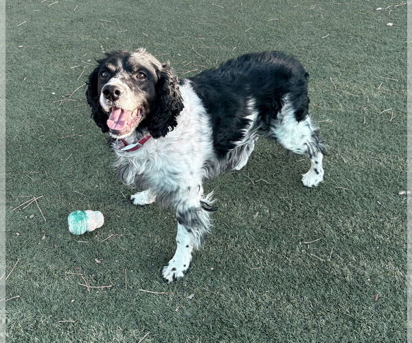 Medium Photo #1 - Mix Puppy For Sale in Curwensville, PA, USA