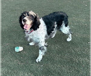 - Mix Dogs for adoption in Curwensville, PA, USA