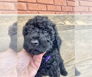 Goldendoodle Puppy for sale in TEN MILE, TN, USA