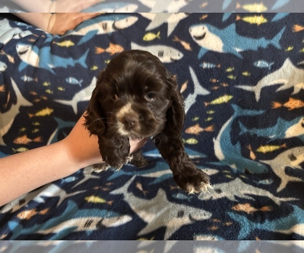 Medium Photo #47 Cocker Spaniel Puppy For Sale in COLBERT, GA, USA