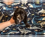 Puppy Puppy Red Runt Cocker Spaniel