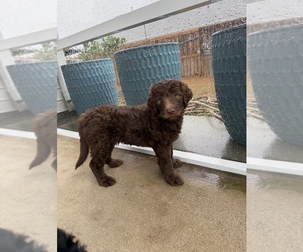 Medium Photo #14 Labradoodle Puppy For Sale in HUGER, SC, USA