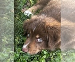Small Photo #10 Australian Shepherd Puppy For Sale in MORROW, OH, USA