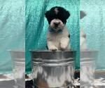 Small #1 Australian Shepherd