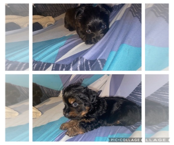 Medium Photo #1 Miniature American Shepherd-Yorkshire Terrier Mix Puppy For Sale in ALBRIGHTSVILLE, PA, USA